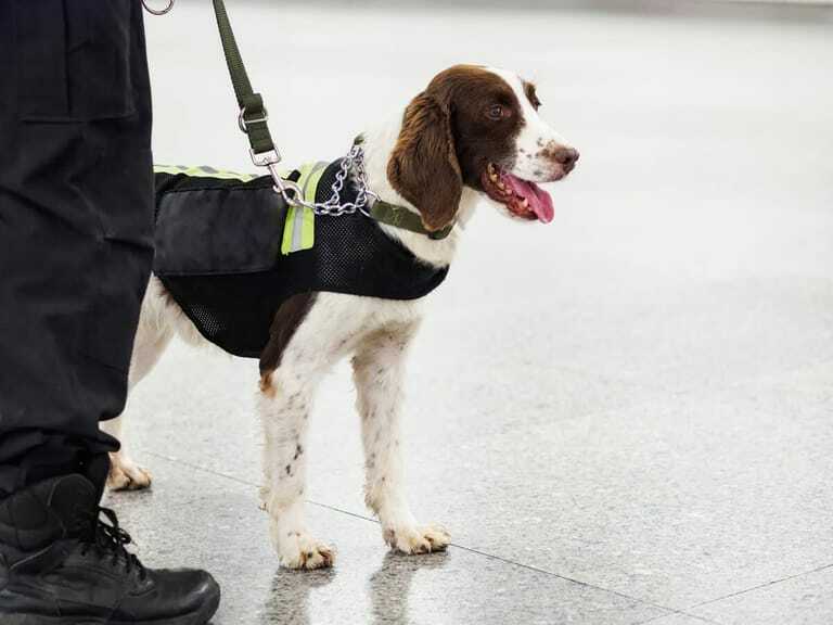 Medical Detection Dogs