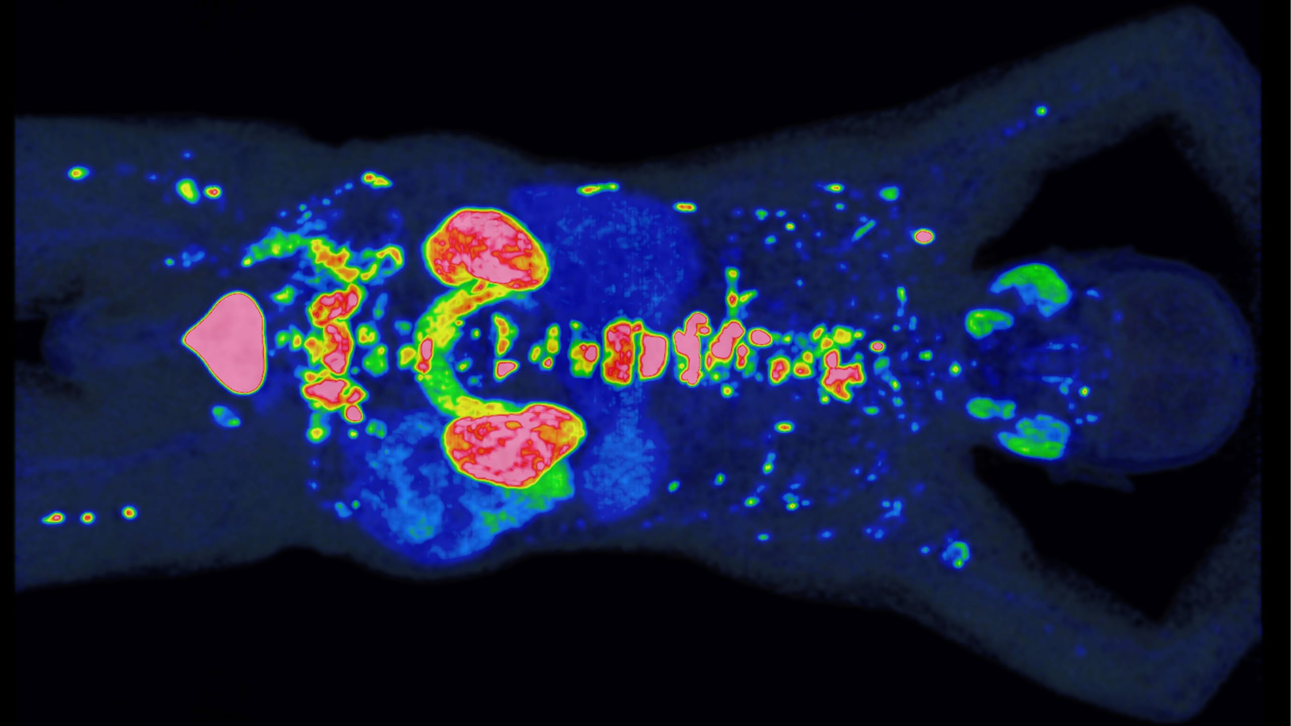 promise-erh-lt-preis-der-deutschen-hochschulmedizin-2025